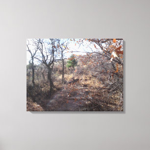 Deer in the Woods Canvas Print