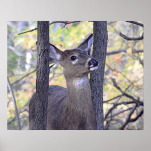 Deer In the Woods  Poster