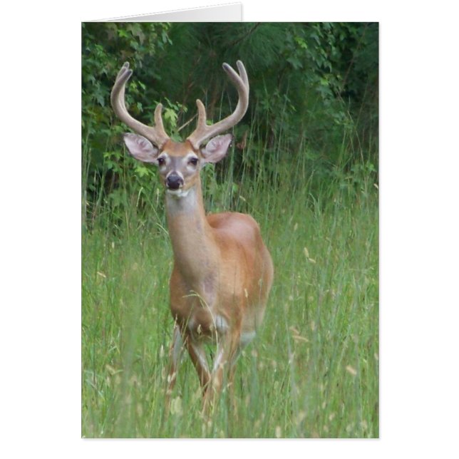 Deer in Velvet (Front)