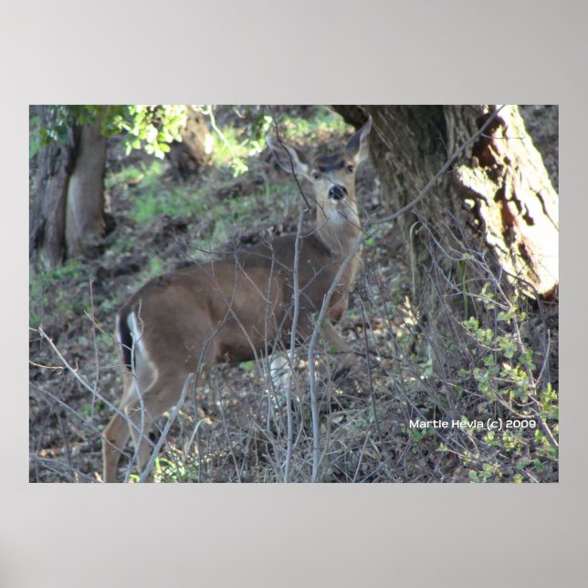 Deer in Woods Poster (Front)