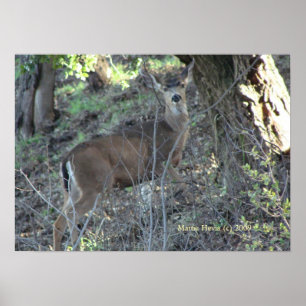 Deer in Woods - Select Your Frame Poster