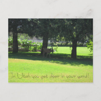 Deer in your yard! postcard