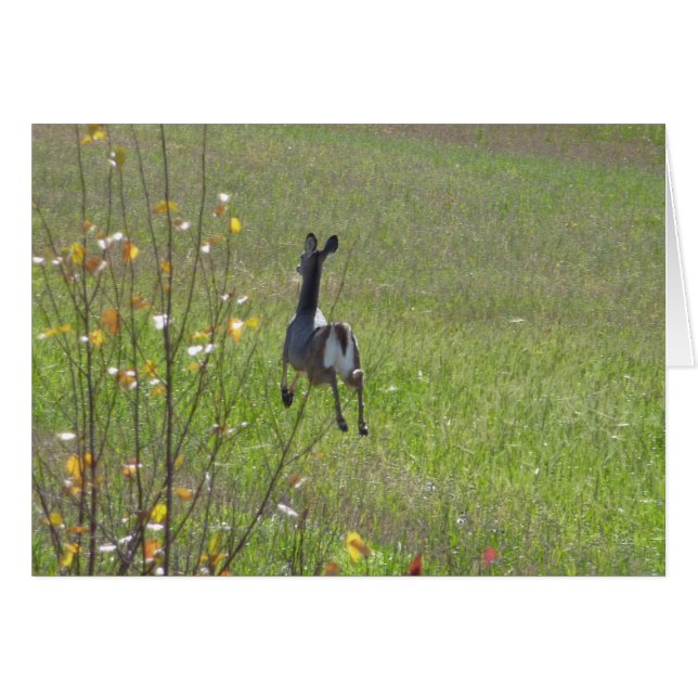 Deer leaping (Front Horizontal)