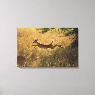 Deer leaping through field canvas print