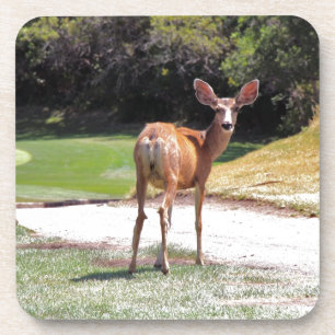 deer looking at the camera nature coaster