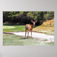 deer looking at you photography reprint large