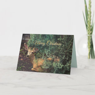 Deer looks with big eyes & ears card