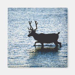 Deer Magnet