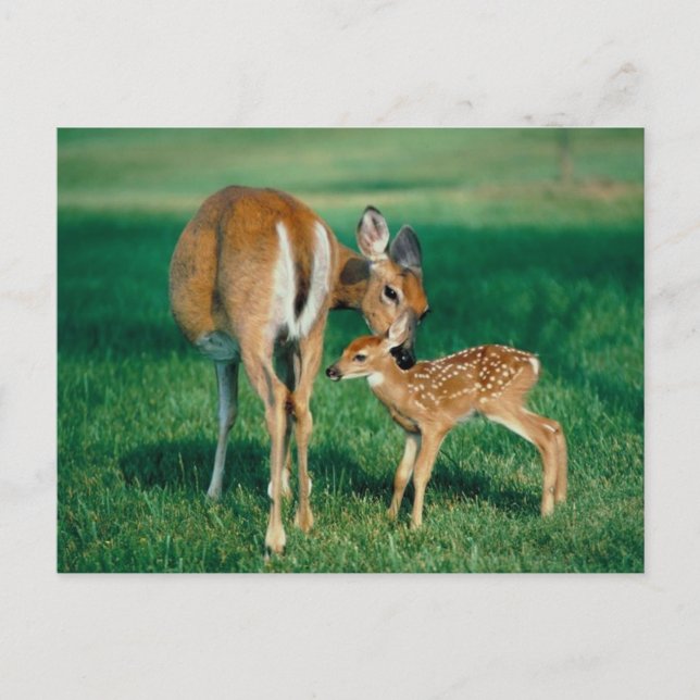 Deer Mother & Fawn Postcard (Front)