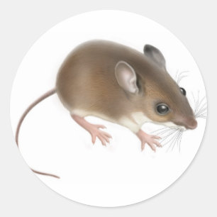 Deer Mouse Sticker