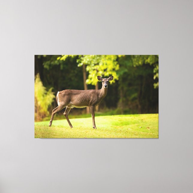 Deer on Golf Course Canvas Print (Front)