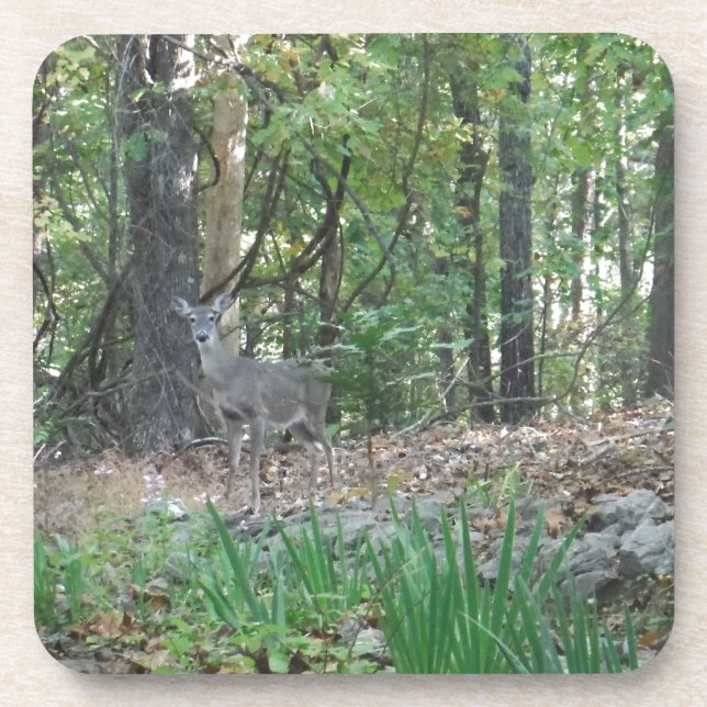 Deer on the Edge of the Woods Coaster (Front)