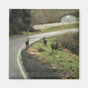 Deer on the Road, Cape Disappointment, WA Magnet