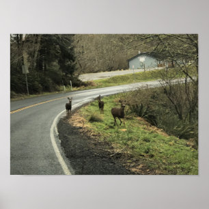 Deer on the Road, Cape Disappointment, WA Poster