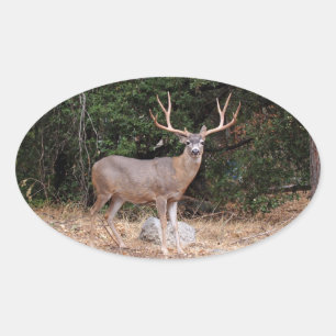 Deer Oval Sticker
