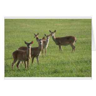 Deer Paradise