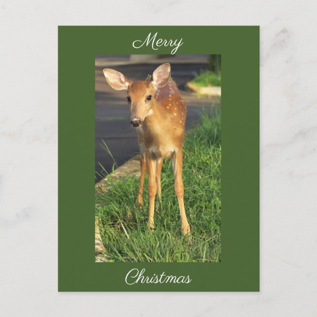 Deer Photo Christmas Postcard (Front)