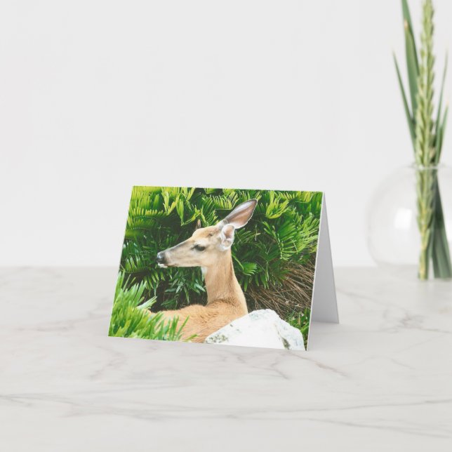 Deer Photo Folded Note Card (Front)