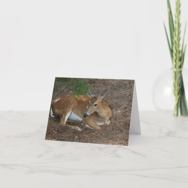 Deer Photo Folded Note Card (Front)
