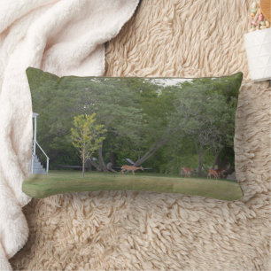 Deer Photo  Lumbar Cushion