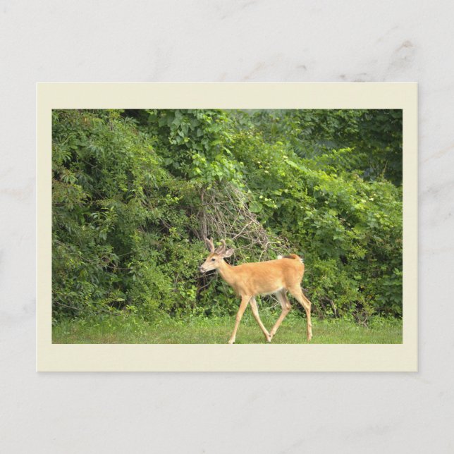 Deer Photo Postcard (Front)