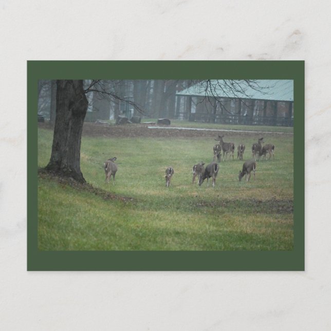 Deer Photo Postcard (Front)