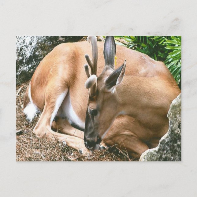 Deer Photo Postcard (Front)