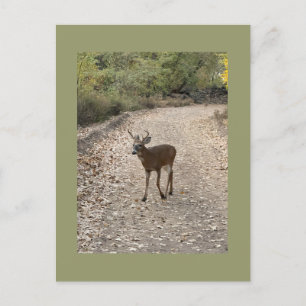 Deer Photo Postcard
