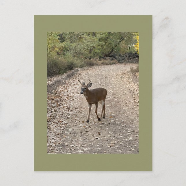 Deer Photo Postcard (Front)