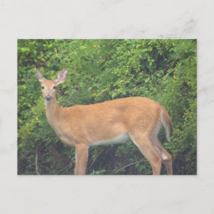 Deer Photo Postcard