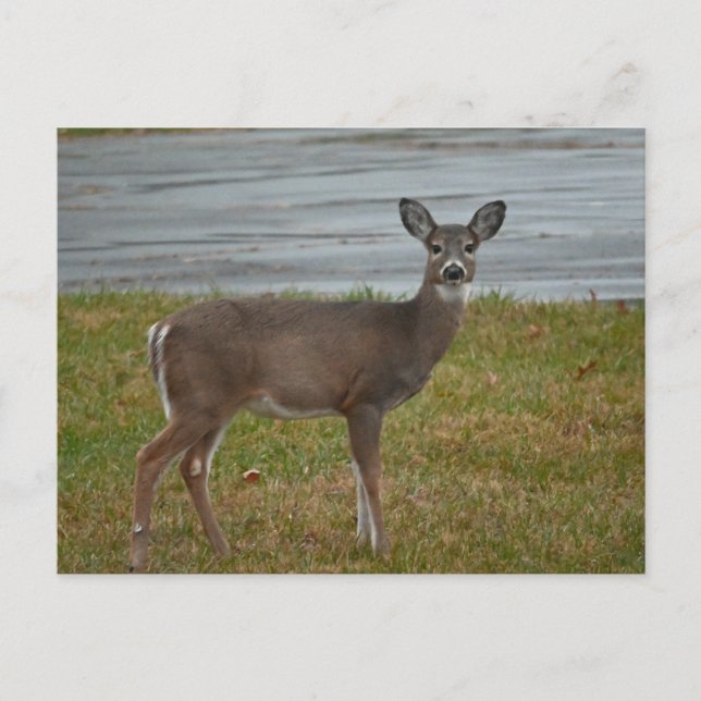 Deer Photo Postcard (Front)
