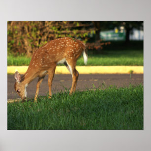 Deer Photo Poster