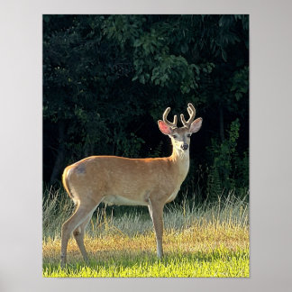 Deer Photo Poster