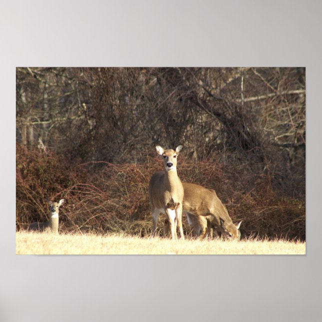 Deer Photo Poster (Front)
