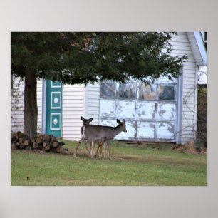 Deer Photo Poster