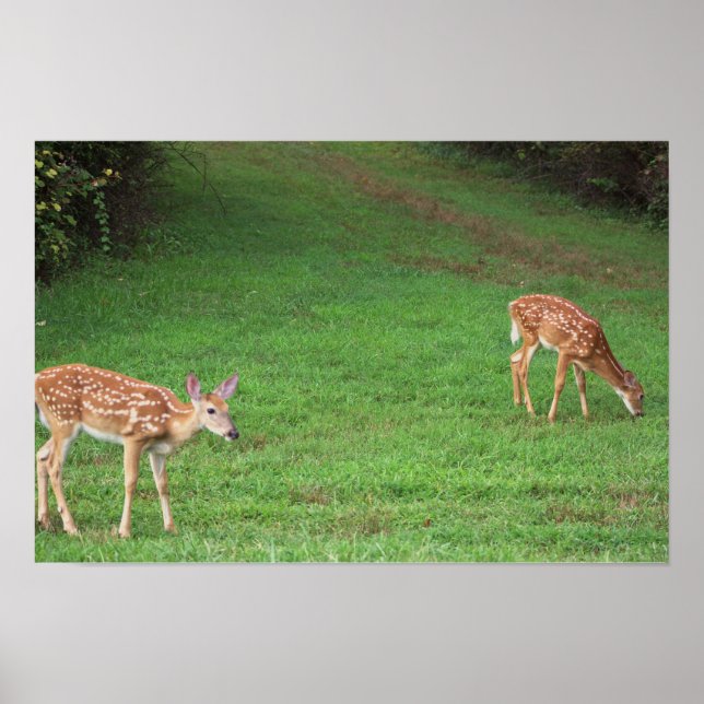 Deer Photo Poster (Front)