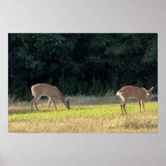 Deer Photo Poster