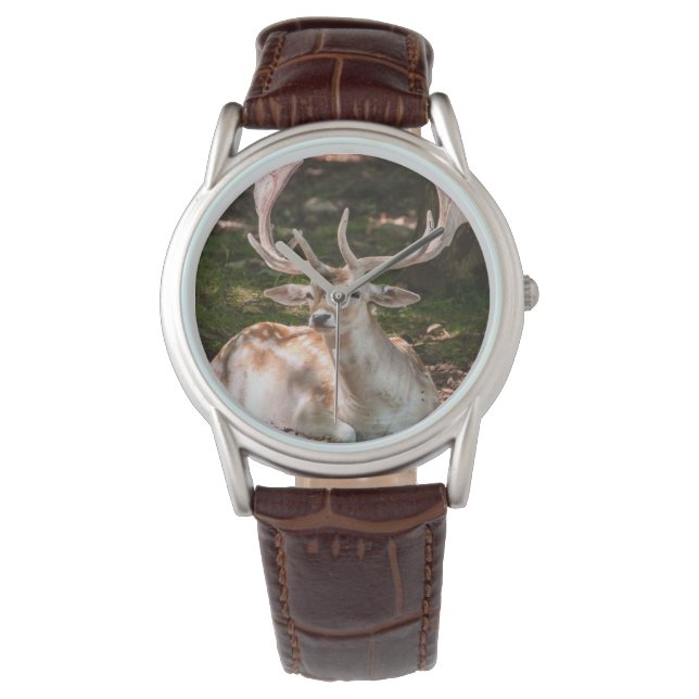 deer photo watch under the woods (Front)