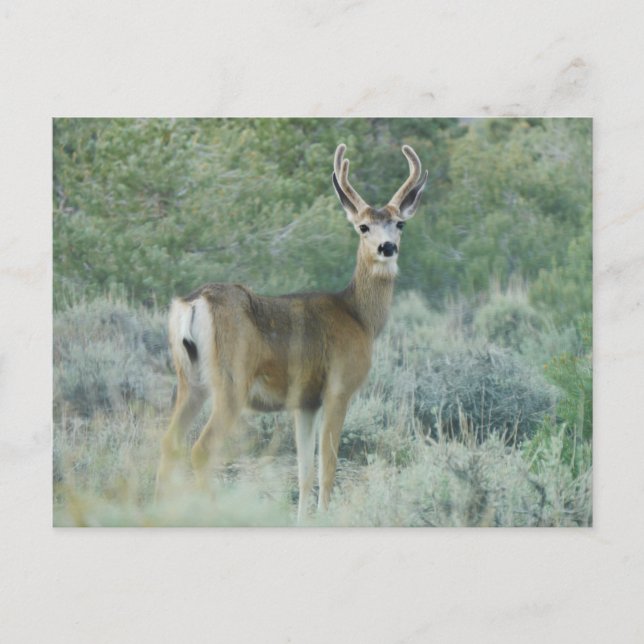 Deer Postcard (Front)