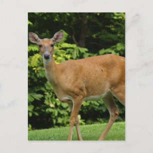 Deer Postcard