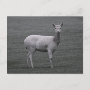 Deer Postcard