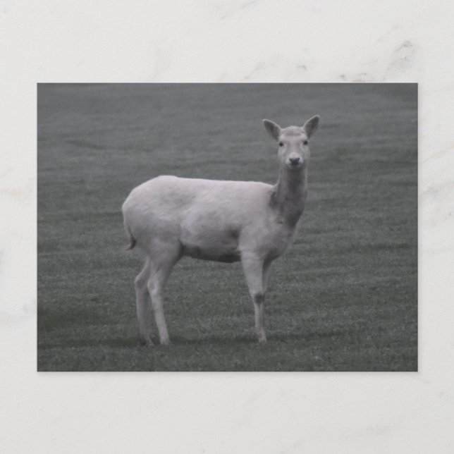Deer Postcard (Front)