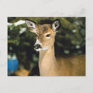 Deer Postcard