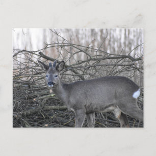Deer Postcard