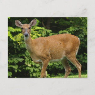 Deer Postcard