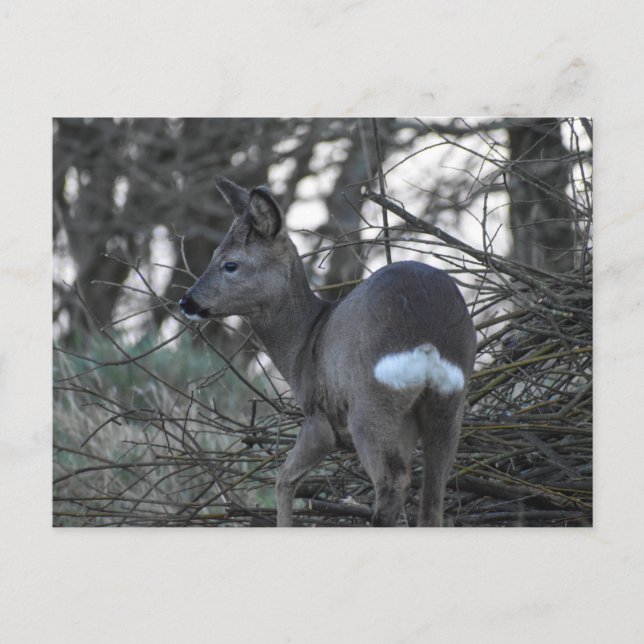 Deer Postcard (Front)