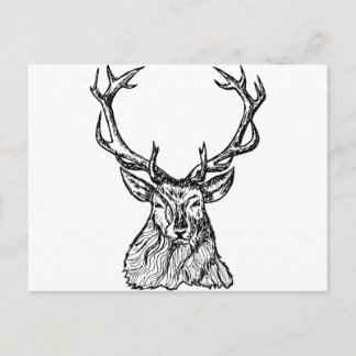 Deer Postcard