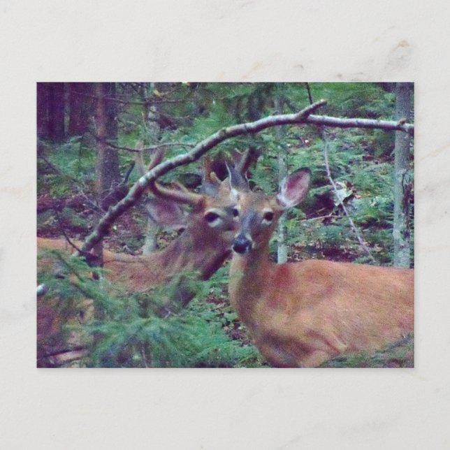 Deer Postcard (Front)