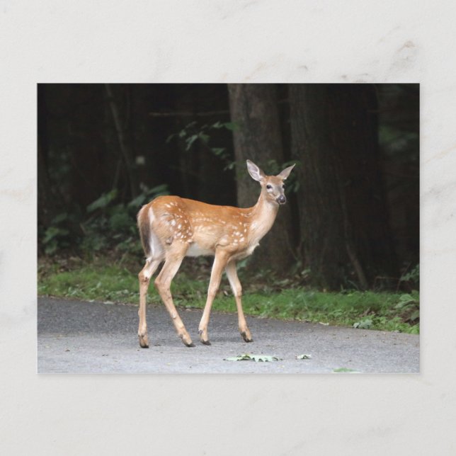Deer Postcard (Front)