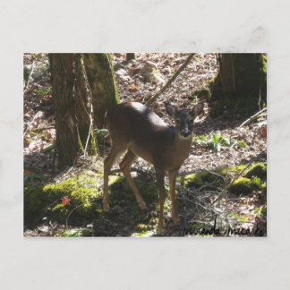 Deer Postcard